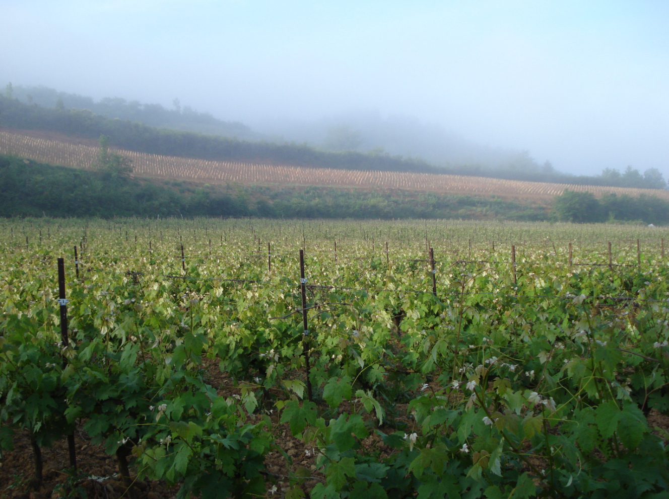 Domaine de Mayrac Domaine de Mayrac